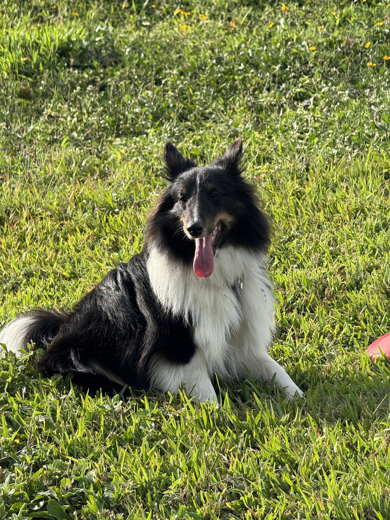 Bruno, un Sheltie tricolor, sentado sobre el pasto iluminado por el sol